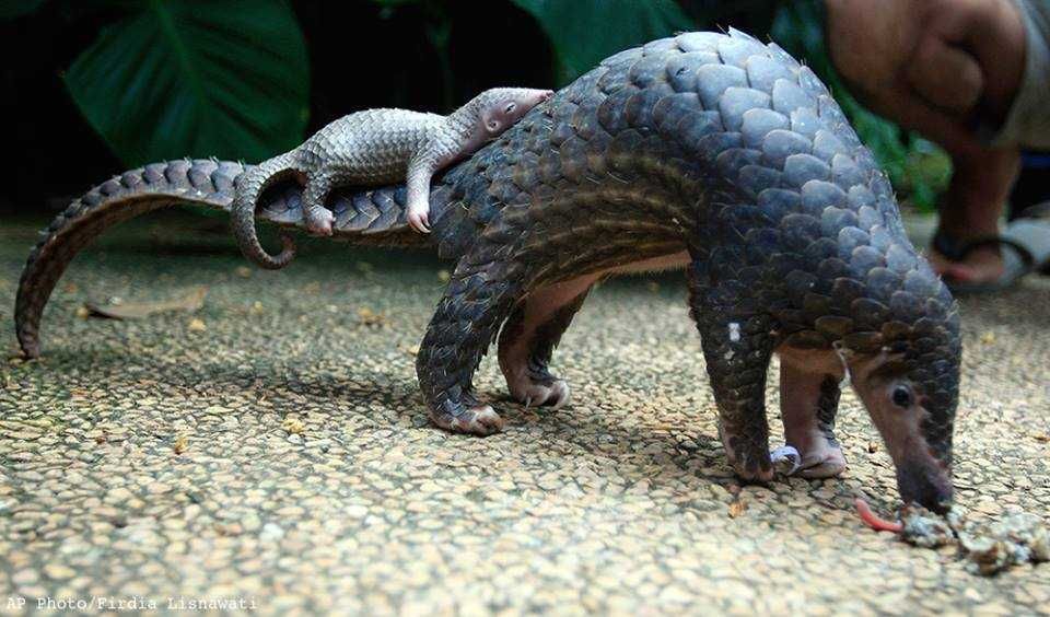 17-Cute-Pangolin-Pictures-13 Cute Pangolin Pictures Sleeping Pangolin
