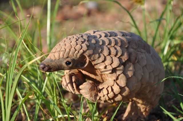 17-Cute-Pangolin-Pictures-14 Cute Pangolin Pictures Pangolin Sniffing Grass