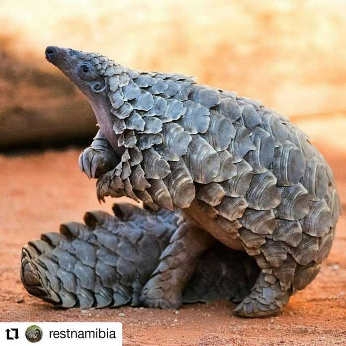 17-Cute-Pangolin-Pictures-2 Cute Pangolin Pictures Pangolin Sniffing The Air