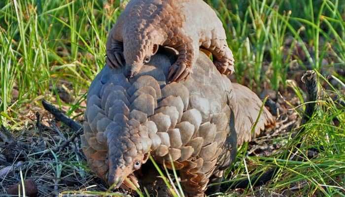 17-Cute-Pangolin-Pictures-4 Cute Pangolin Pictures Pangolin Hitching A Ride
