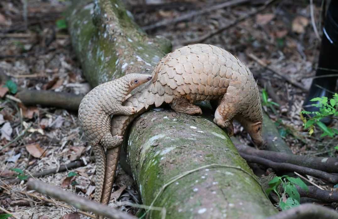 17-Cute-Pangolin-Pictures-6 Cute Pangolin Pictures Tailgating Pangolin