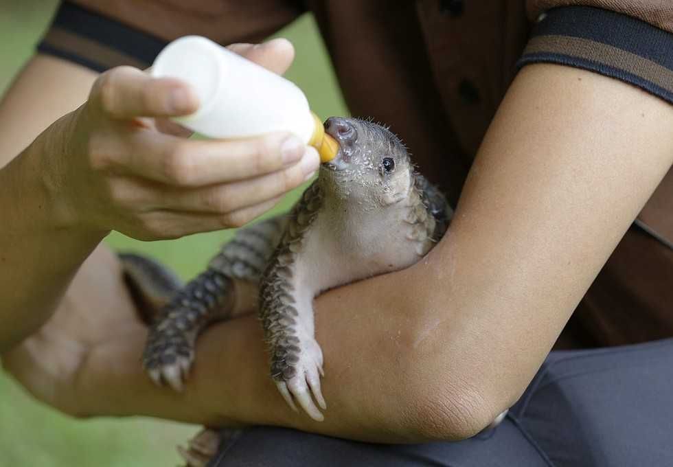 17-Cute-Pangolin-Pictures-7 Cute Pangolin Pictures Pangolin Feeding From A Bottle