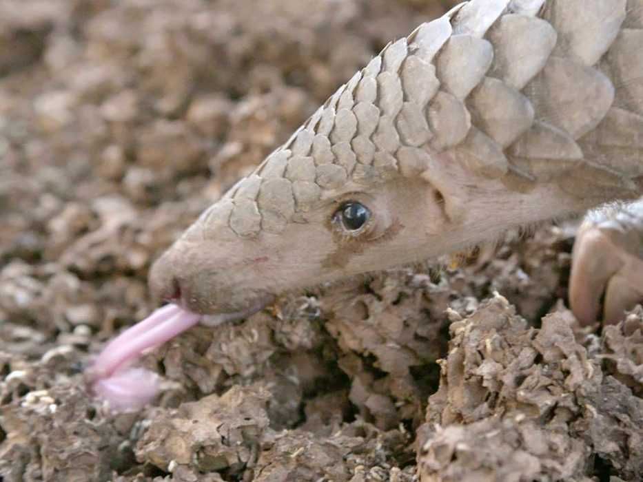 17-Cute-Pangolin-Pictures-9 Cute Pangolin Pictures Pangolin Hunting For Ants