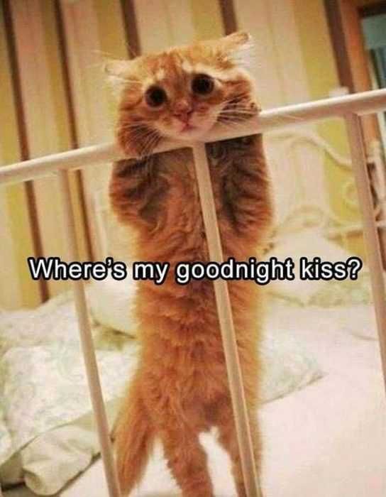 Animal-Kiss-Goodnight Animal Kiss Goodnight
