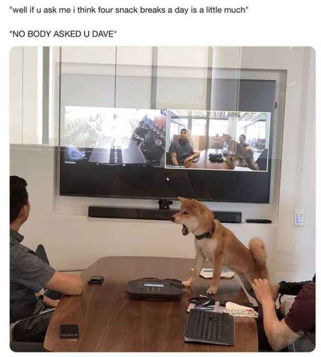 Animal-Nobody-Asked Animal Nobody Asked