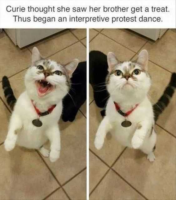 Animal-Protest-Dance Animal Protest Dance