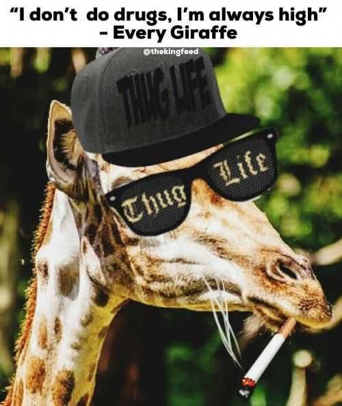 Funny-Always-High Funny Always High