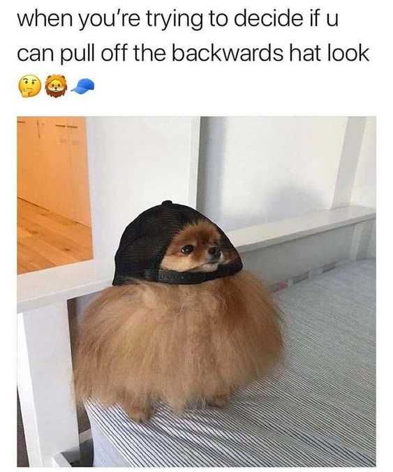 Funny-Backwards-Hat Funny Backwards Hat