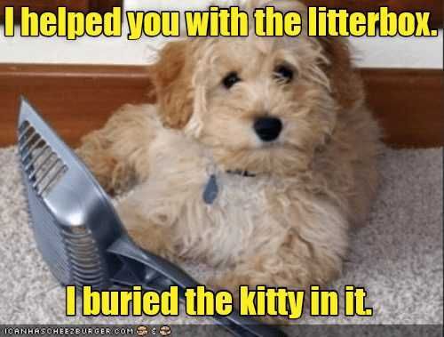 Funny-Buried-The-Kitty Funny Buried The Kitty