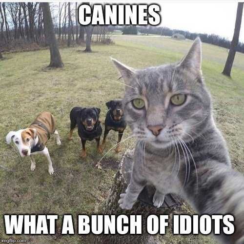 Funny-Canines Funny Canines