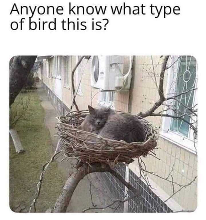 Funny-Cat-Bird Funny Cat Bird