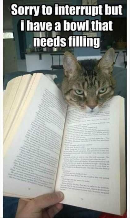 Funny-Cat-Book 27 Hilarious Cute Animal Pictures Bowl Not Gonna Fill Itself