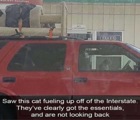 Funny-Cat-Fueling Funny Cat Fueling