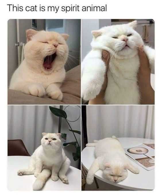 Funny-Cat-Spirit 27 Hilarious Cute Animal Pictures Spirit Animal Cat