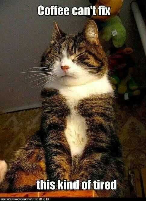 Funny-Coffee-Cant 27 Hilarious Cute Animal Pictures Cat Tired
