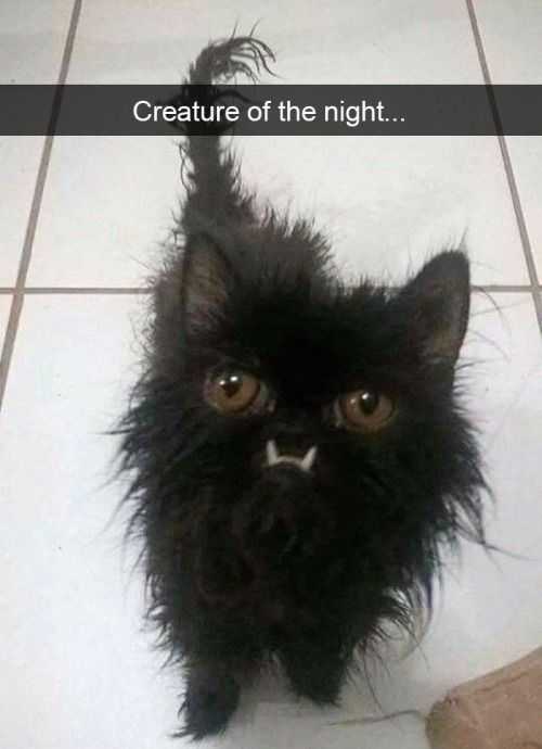Funny Creature Of The Night