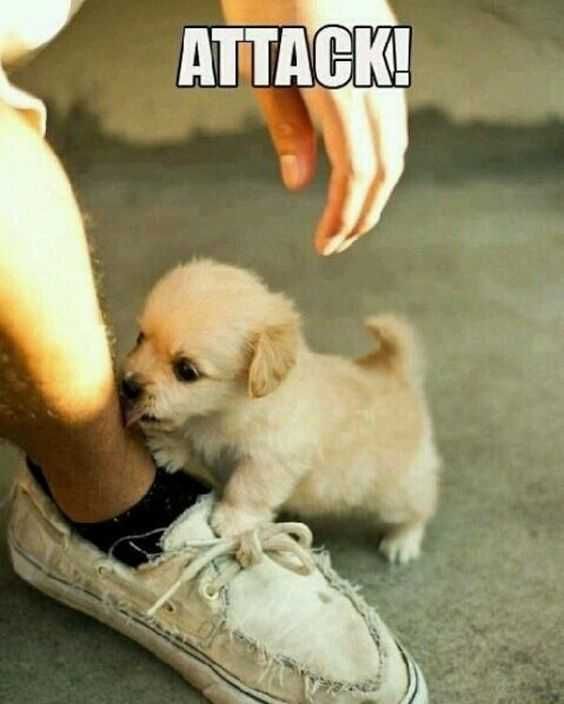 Funny-Dog-Wag 27 Hilarious Cute Animal Pictures Puppy Attack