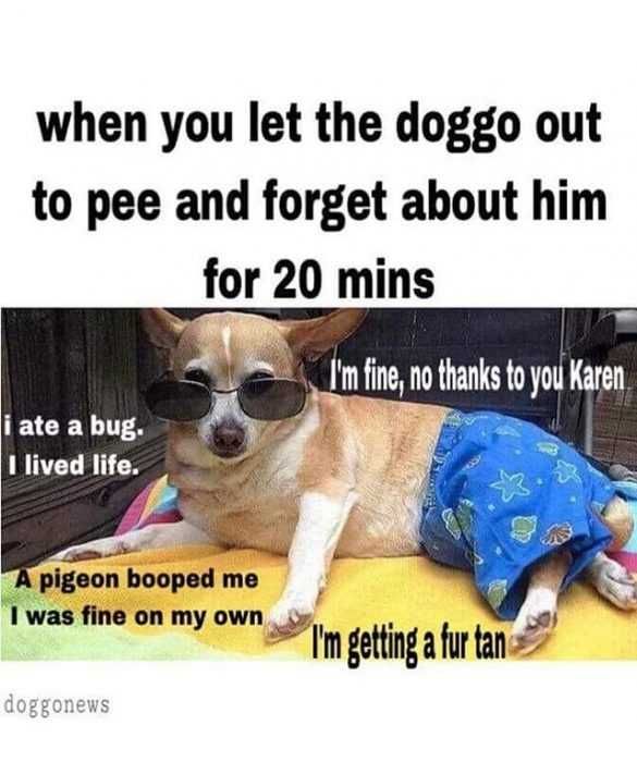 Funny-Doggo Funny Doggo