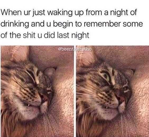 Funny-Drunk-Remember 27 Hilarious Cute Animal Pictures Memories Of Last Night