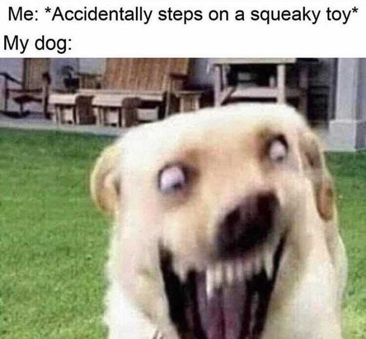 Funny Every Dog Ever