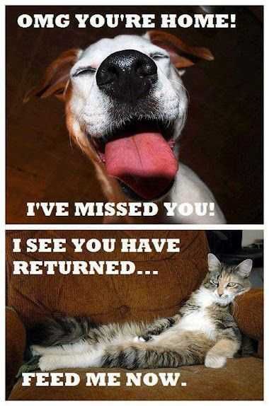 Funny-Feed-Me-Now Funny Feed Me Now