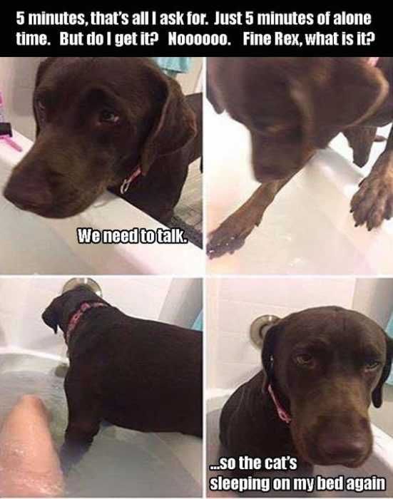 Funny-Fine-Rex Funny Fine