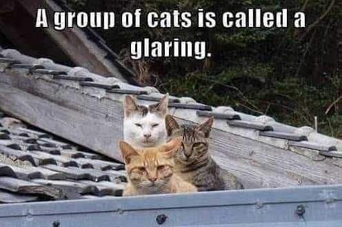 Funny-Glaring Funny Glaring