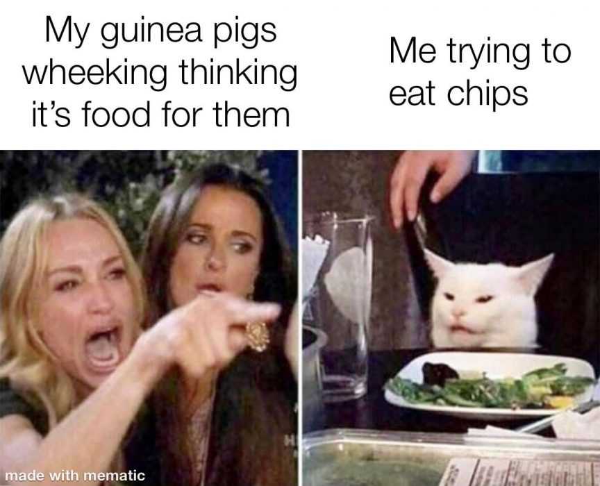 Funny Guinea Pigs