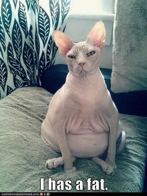 Funny-Has-A-Fat Funny Has A Fat
