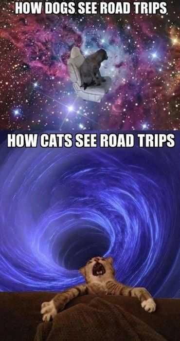 Funny-How-Cats Funny How Cats