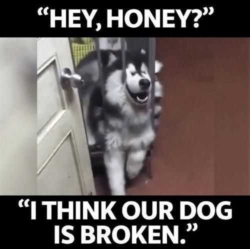 Funny-Husky-Broken 27 Hilarious Cute Animal Pictures Broken Dog