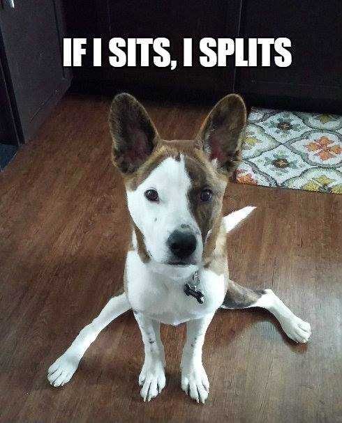 Funny-I-Splits Funny I Splits