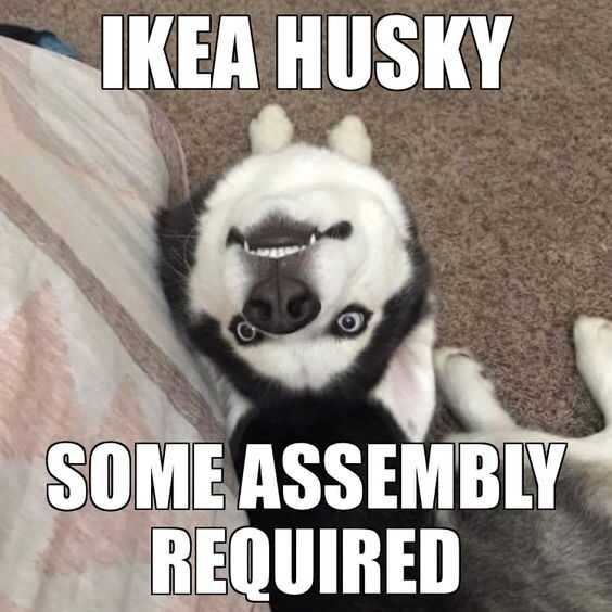 Funny-Ikea-Husky 27 Hilarious Cute Animal Pictures Ikea Husky
