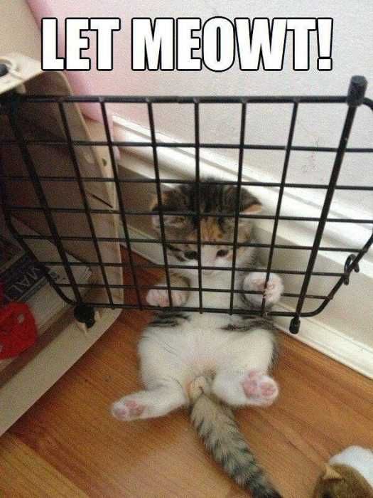 Funny-Let-Me-Owt Funny Let Me Owt
