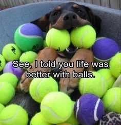 Funny-Life-Better-Balls 27 Hilarious Cute Animal Pictures Balls