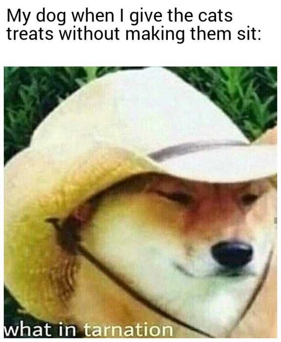 Funny Making Them Sit
