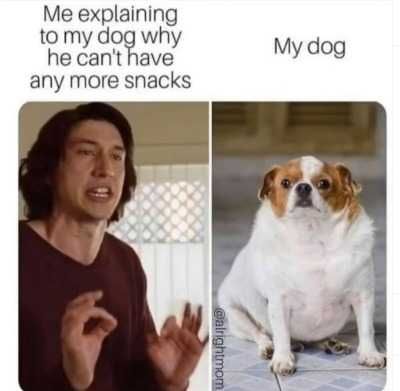Funny-Me-My-Dog Funny Me My Dog