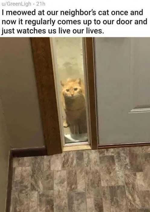 Funny-Meowed-Lives Funny Meowed Lives