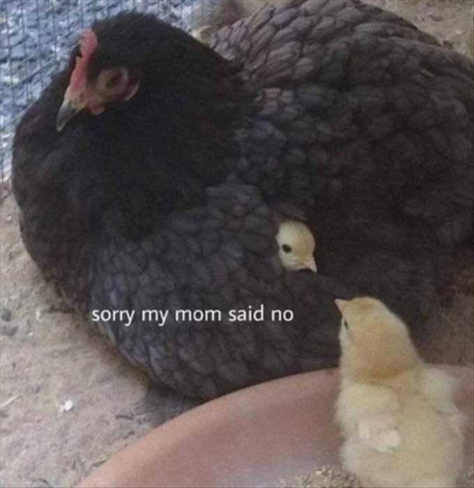 Funny Mom Said No