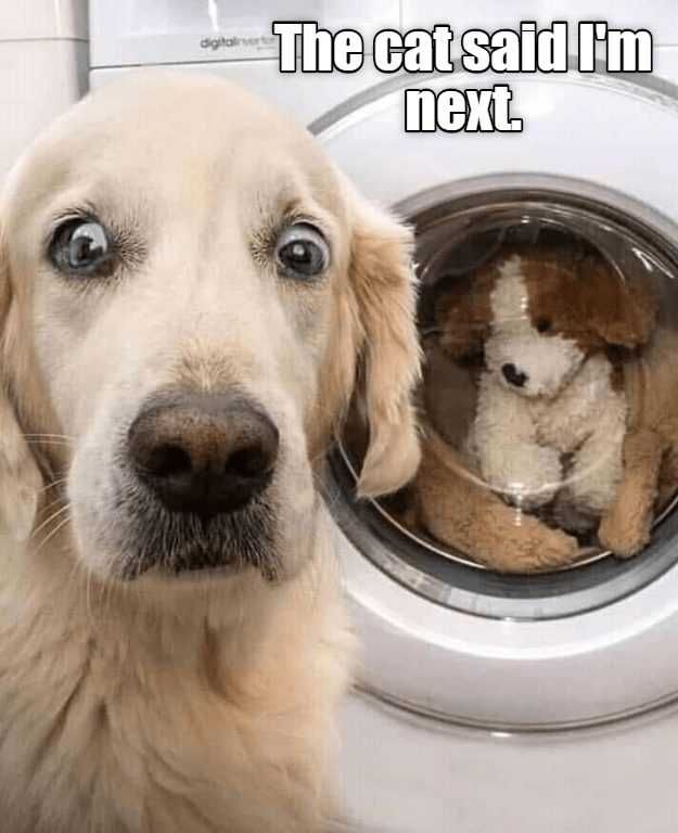 Funny-Next-Cat Funny Next Cat