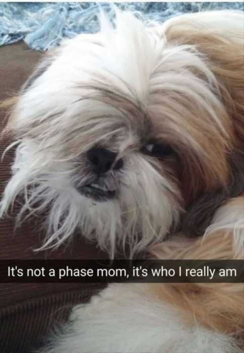 Funny-Not-A-Phase Funny Not A Phase