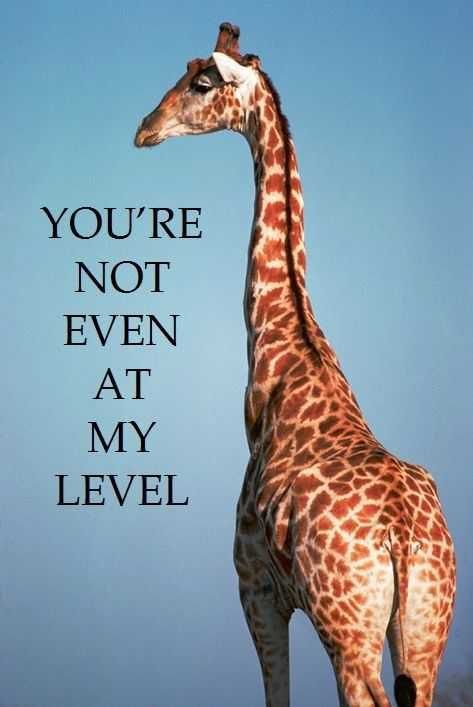 Funny-Not-Even-At-My-Level Funny Not Even At My Level