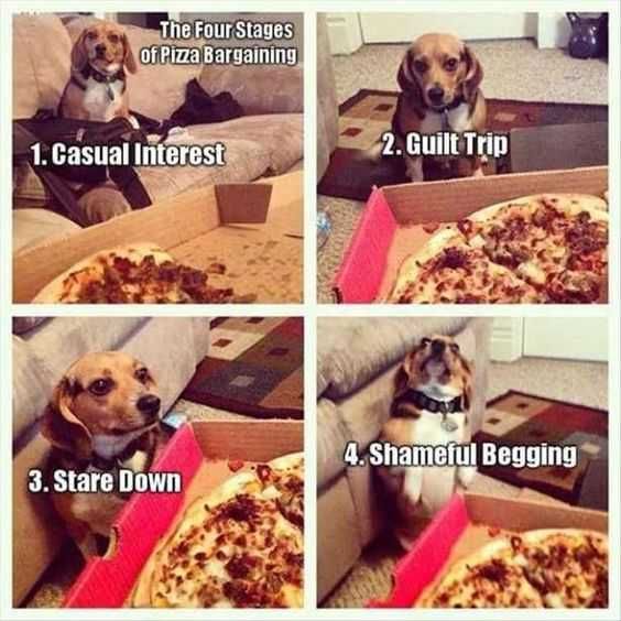 Funny-Pizza-Begging Funny Pizza Begging