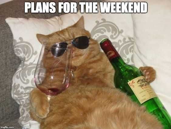 Funny-Plans-Weekend 27 Hilarious Cute Animal Pictures Chillin' Cat