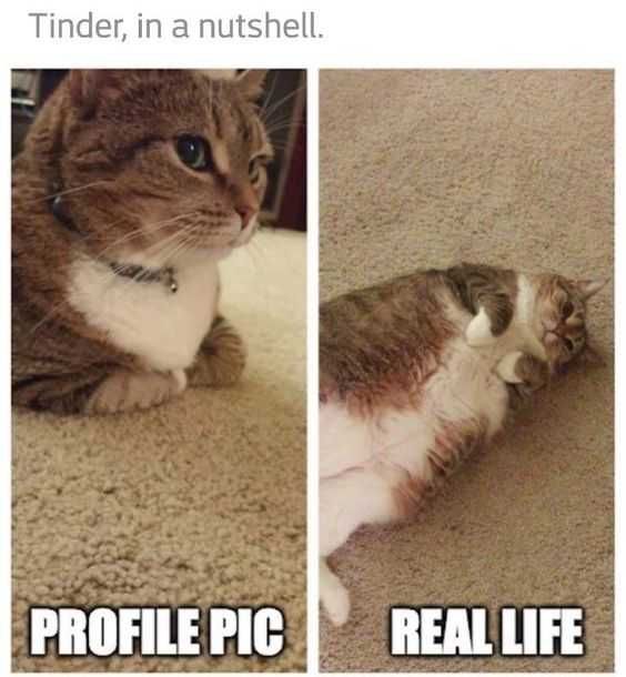 Funny-Profile-Pic 27 Hilarious Cute Animal Pictures Tinder Cat