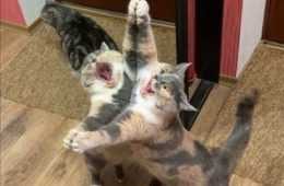 Funny Two Tango