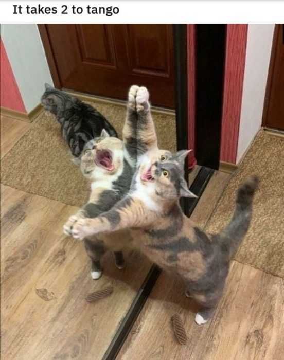 Funny-Two-Tango 27 Hilarious Cute Animal Pictures Mirror Mirror