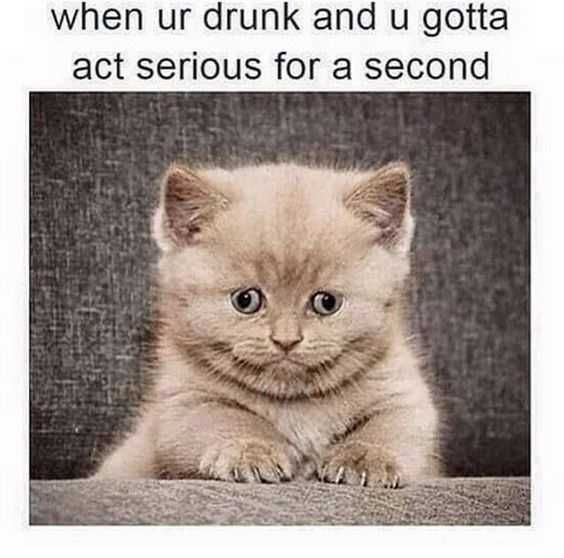 Funny-Ur-Drunk-Act-Serious 27 Hilarious Cute Animal Pictures Drunken Seriousness