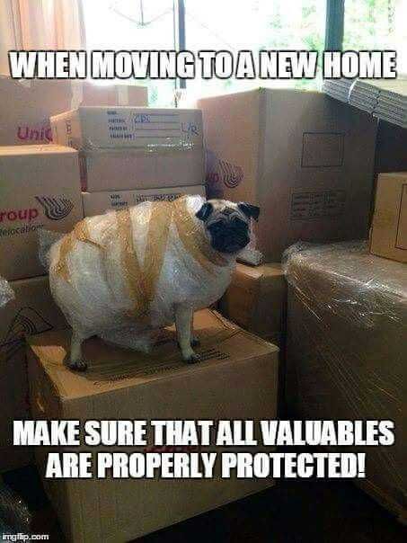 Funny-When-Moving Funny When Moving