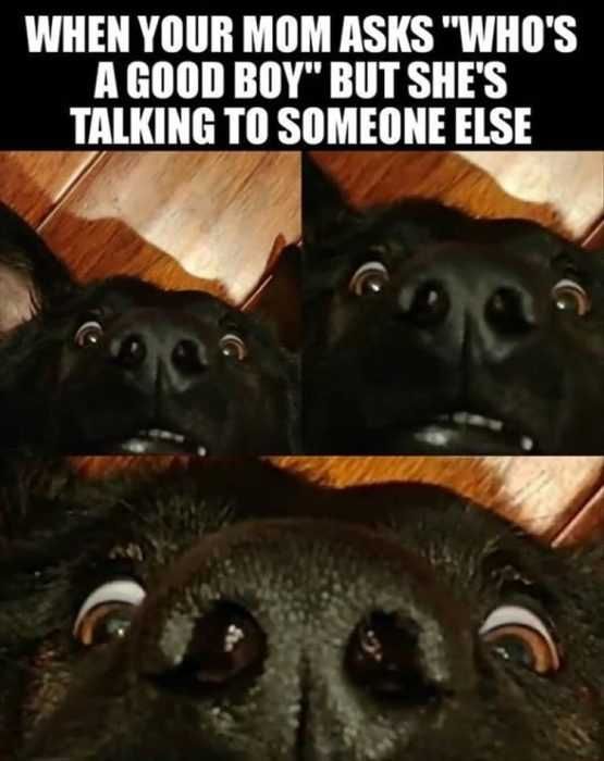 Funny-Who-Good-Boy Funny Who Good Boy
